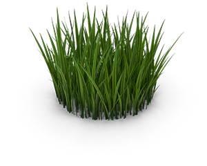 Cut Grass