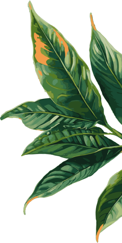 ahmad leaf
