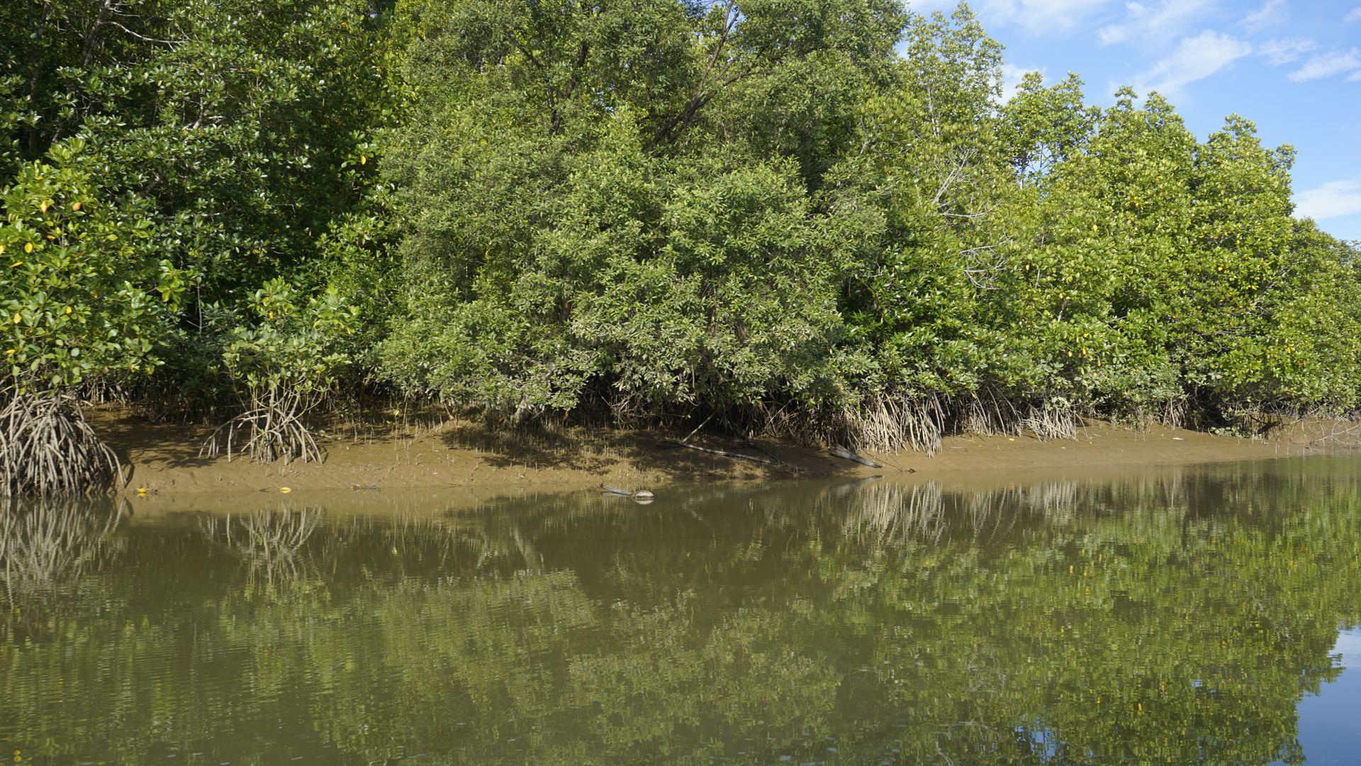 Close-up of mangrove roots and young seedlings