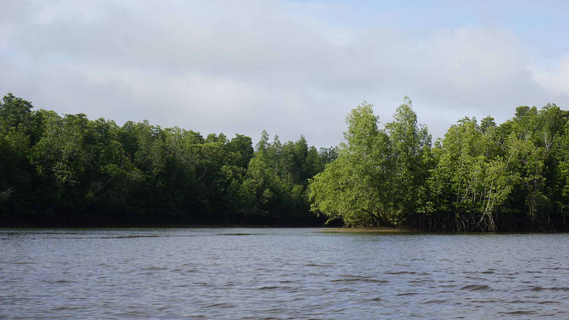 Mangrove canopy where carbon measurements were taken
