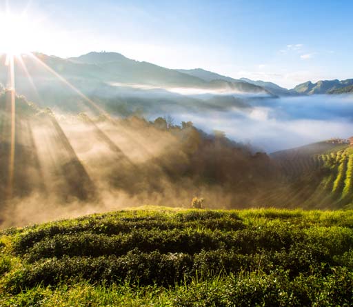 Tea-Producers