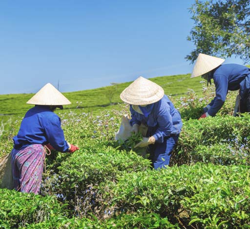 Chinese tea pickers