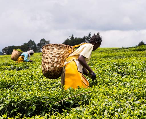 Kenya tea producers