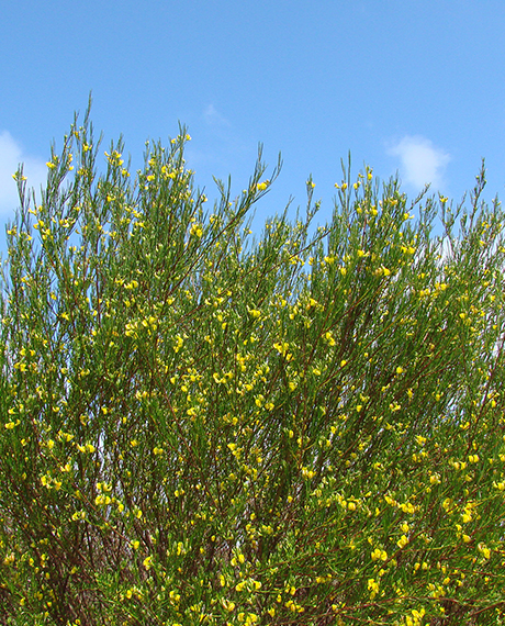 Rooibos Plant