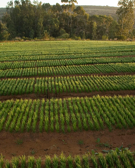 Rooibos Plantation