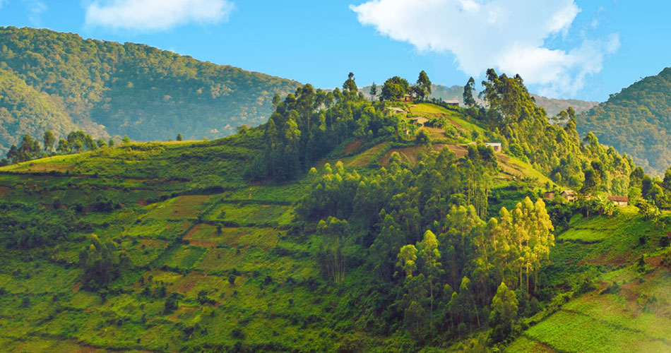 Focus on Africa – Tea in Uganda