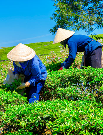 Hand-plucked from the finest tea gardens