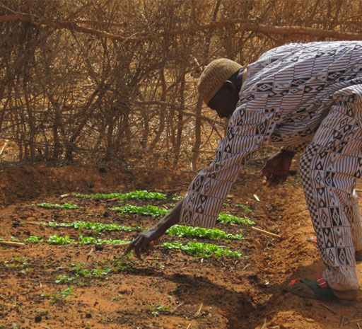 HELPING AGRICULTURE