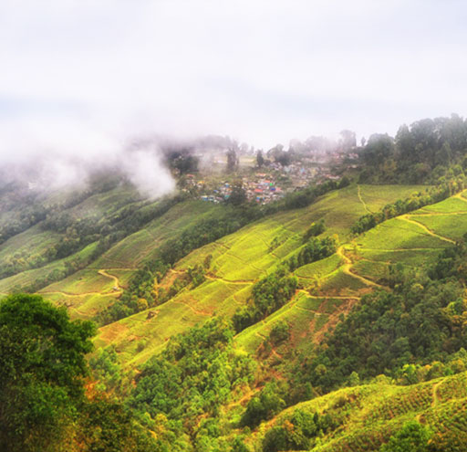 Darjeeling high tea