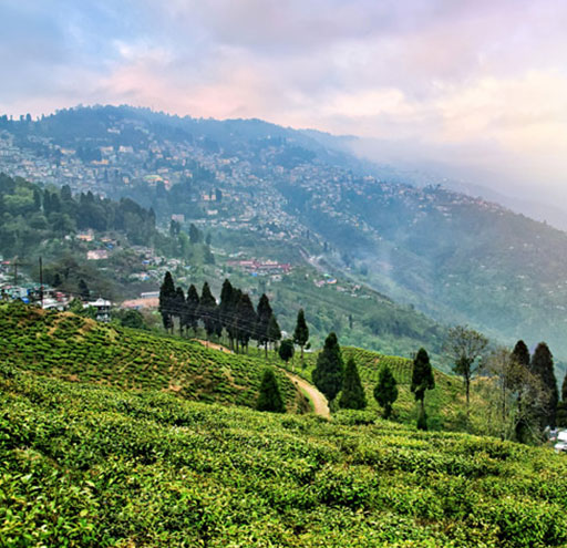 Darjeeling tea gardens