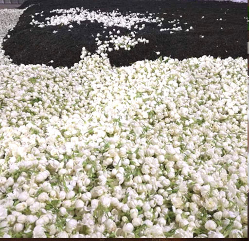 Picture is of jasmine flowers that have been harvested.