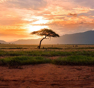 First tea planted in Malawi, Africa.