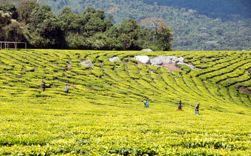 Tea plantation Tanzania