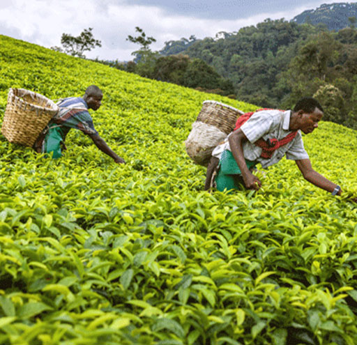 Rwanda tea plucking