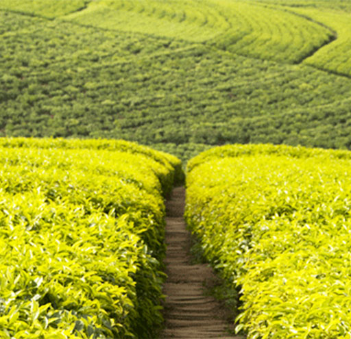 Rwanda tea hills