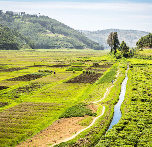 Rwanda Tea garden