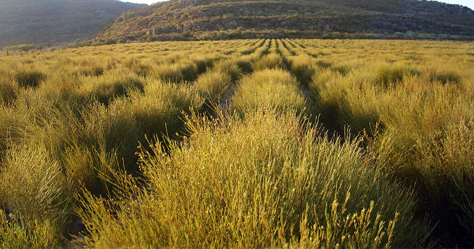 Rooibos Tea: A Taste of Africa – Ahmad Tea