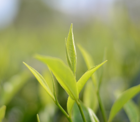 Tea Plant