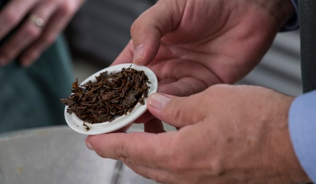 Tea Taster Infused Leaf