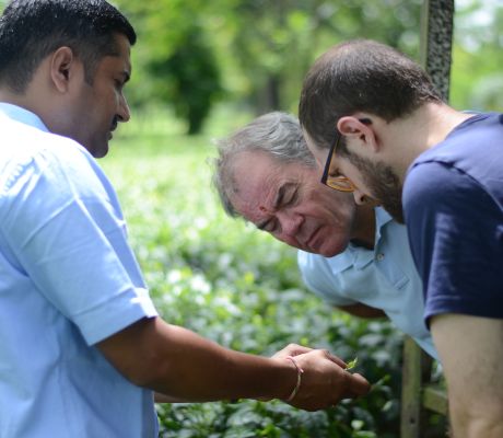 Tea Tasters examine Tea Leaves