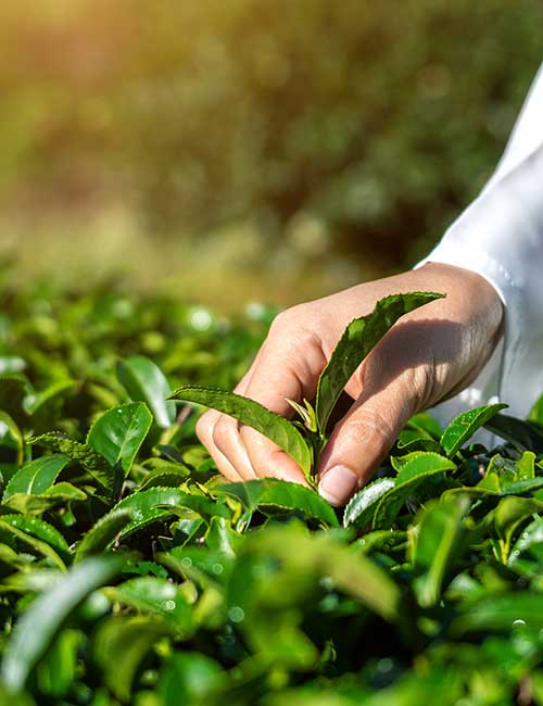 OUR SELECTION OF TEA COMES FROM DIVERSE ORIGINS