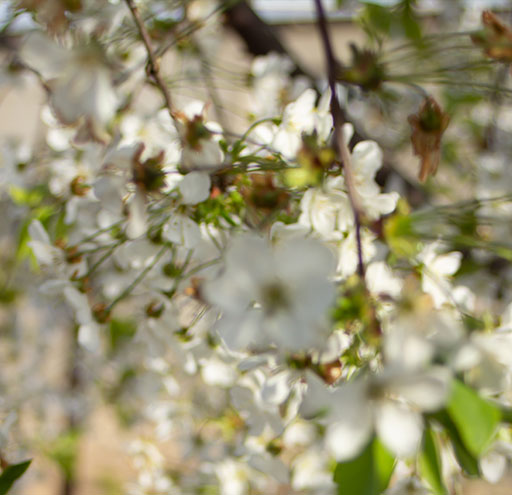 Picture is of a jasmine flower