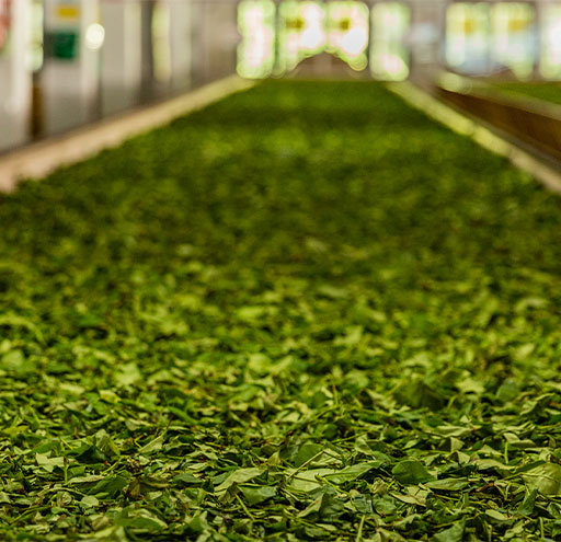 Picture is of tea leaves laid out on a bamboo withering board