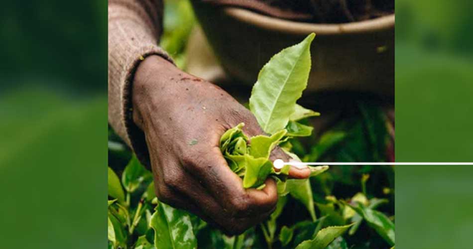 Picture is of a tea pickers hand holding tea leaves