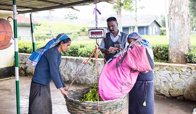 Tea Weighing