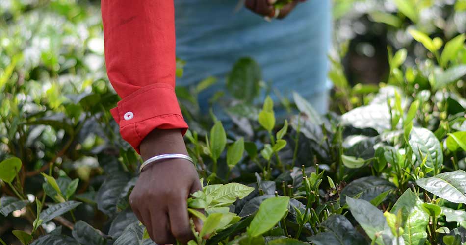 Picture is of a tea picker picking Assam