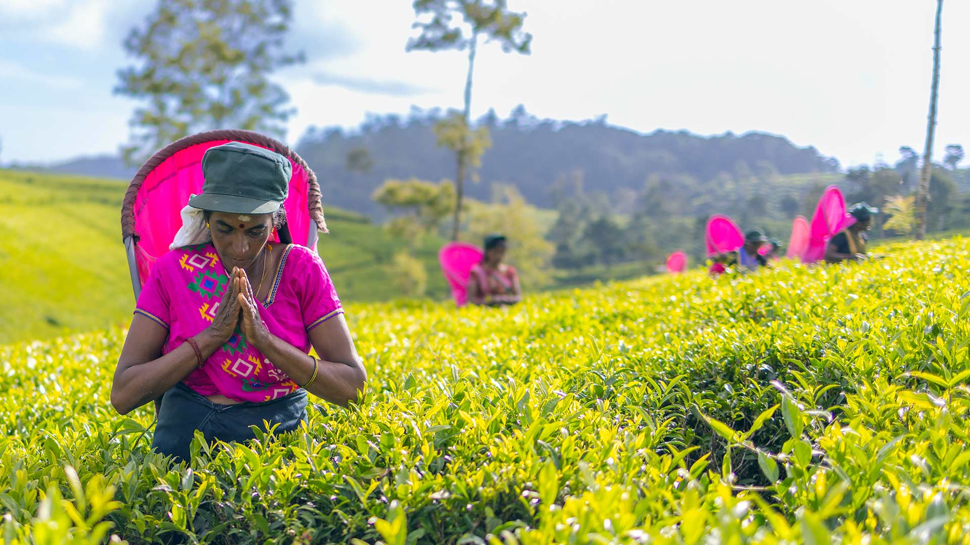 Tea picker in Sri Lanka Tea Gardens