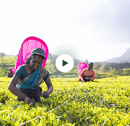 Tea Gardens of Sri Lanka
