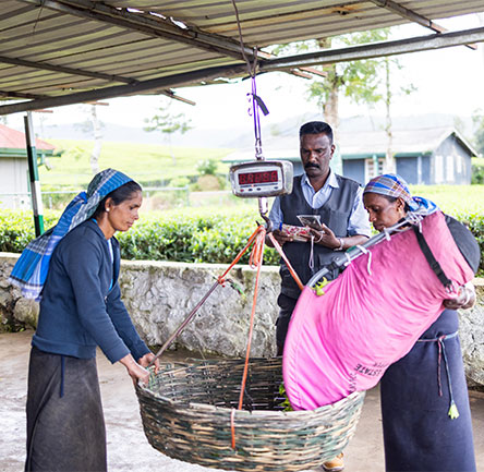 Tea Weighing
