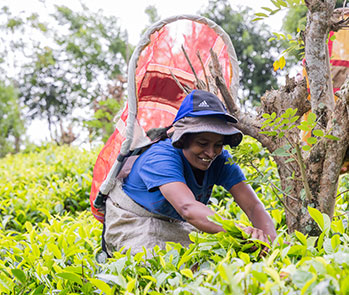Tea Picker