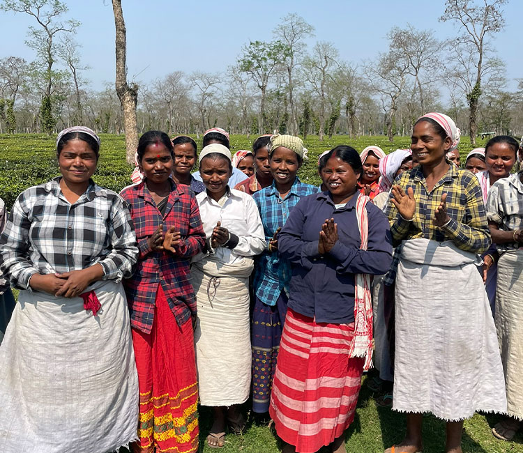Tea pickers health