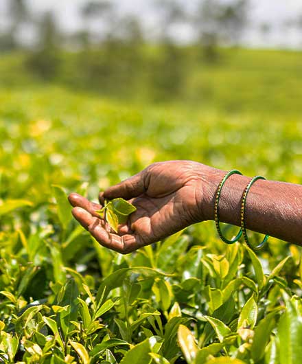 Tea garden