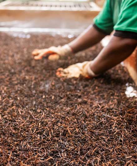 Sustainable tea production