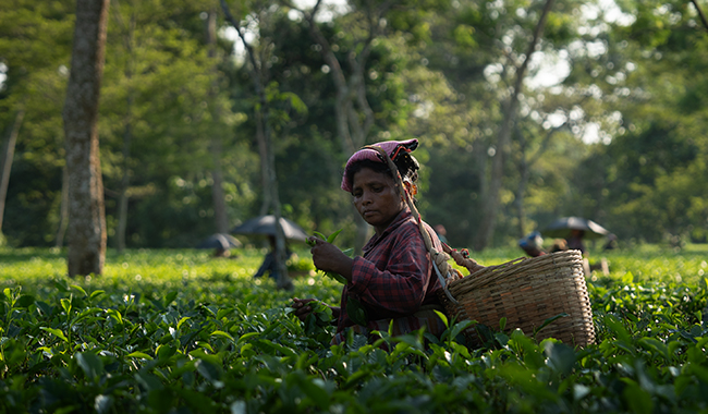 Tea plucker life
