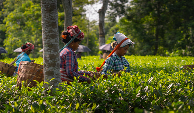 Tea plucker life