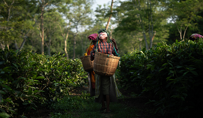 Tea plucker life