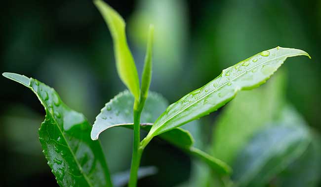 tea plant