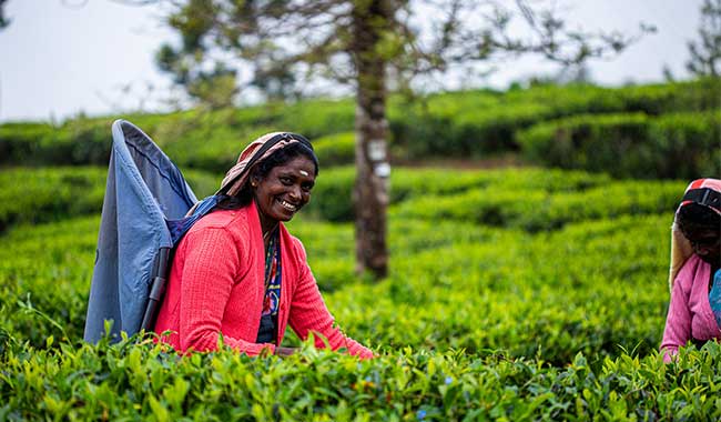 tea pickers