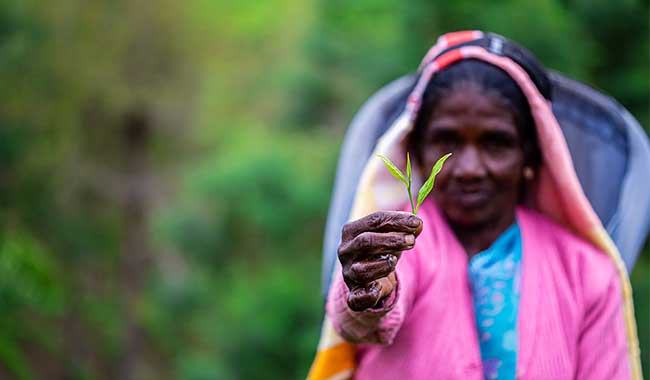 tea pickers