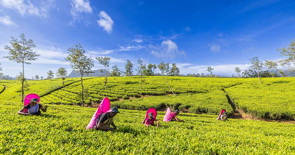 Tea Gardens
