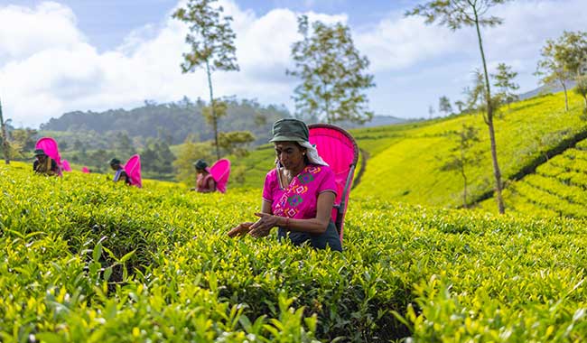 Tea pickers