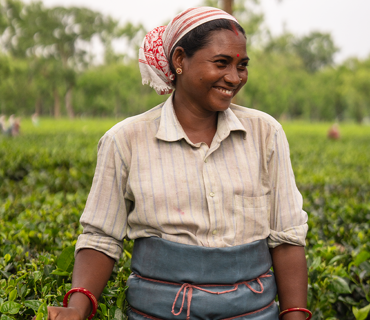 Lady tea picker