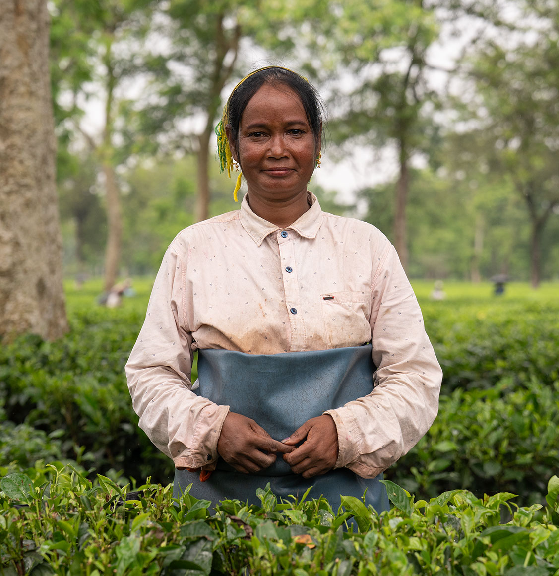 Tea picker, Assam, India