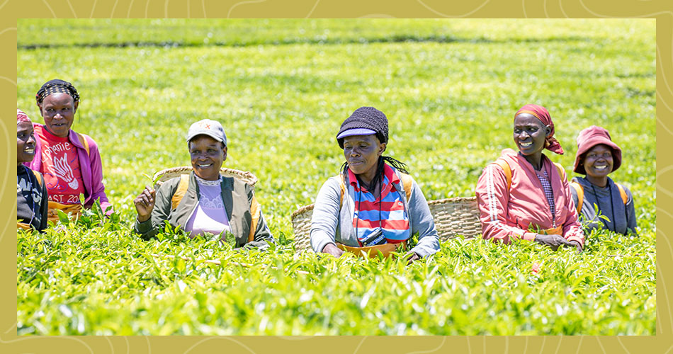 Ahmad Tea Sustainability Report 2025