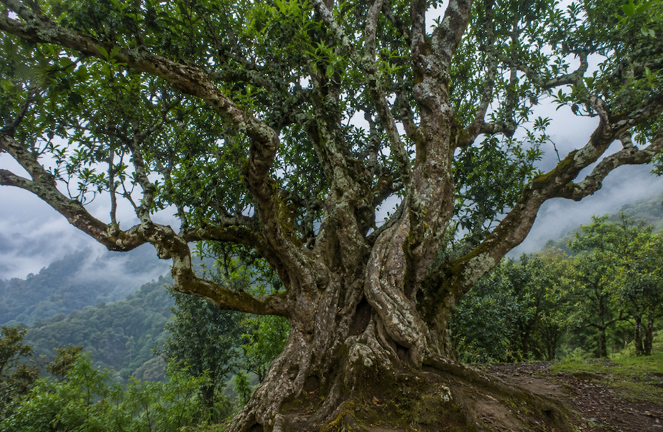 Ancient Tea Trees Still Produce