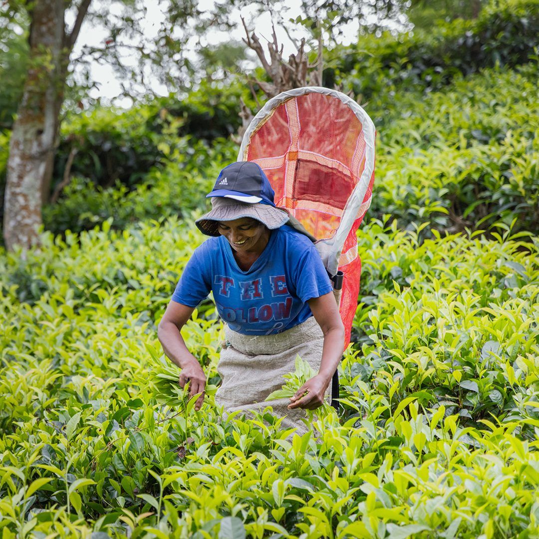 Tea picker hand-harvesting fresh tea leaves on a plantation